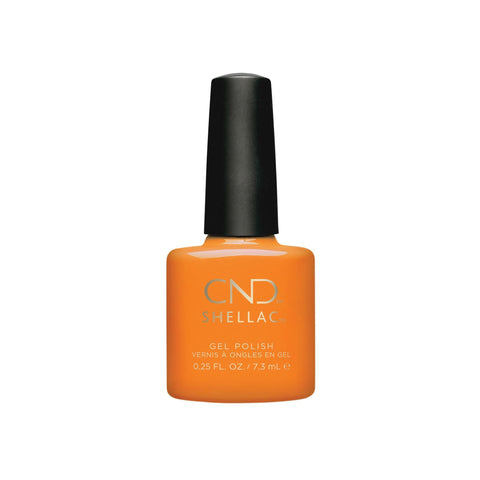 Image of fvx.CND482.1.jpg